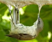 Migrating birds stop off in Cyprus at their peril