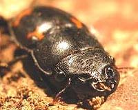 Armed Beetles Find A Mate, Whatever Their Size