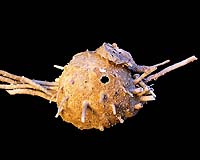 Regardless Of Global Warming Rising Co2 Levels Threaten Marine Life