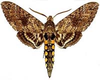 The Global Impact Of Climate Change On Biodiversity