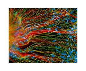 China A Rising Star In Regenerative Medicine