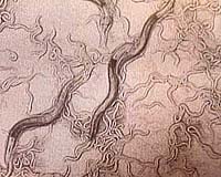 Giant marine worms lived 475 million years ago: scientists