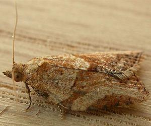 Using Radiation to Sterilize Light Brown Apple Moth