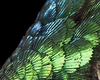 Seeing dinosaur feathers in a new light