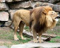 Saving Simba and Lula, last two survivors of Mosul zoo