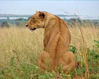 West African lions don't prefer national parks to hunting preserves
