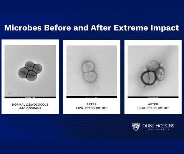 Tough microbe study backs idea of life moving between planets