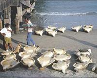 300 endangered turtles found dead on Mexico beach
