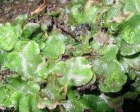 Ancestors of land plants were wired to make the leap to shore