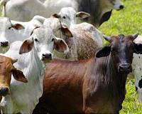 Dung, offal make clean gas at Costa Rica slaughterhouse