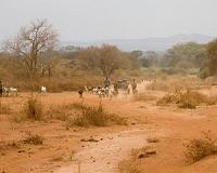 Humans delayed the formation of the Sahara desert by half a millennium