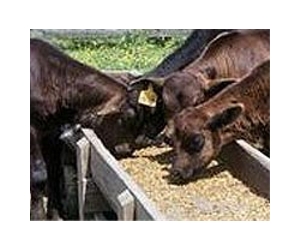 Feed yard greenhouse gas study begins