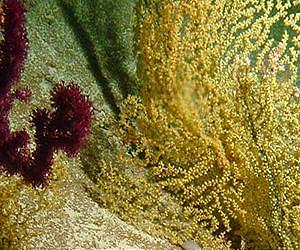 Change in Pacific nitrogen content tied to climate change