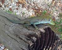 Research Confirms Controversial Darwin Theory of Jump Dispersal