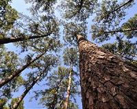 Loblolly pine's immense genome conquered