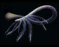 Early worm lost lower limbs for tube-dwelling lifestyle