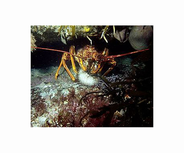 Australian lobster sector claws back trade after China ban