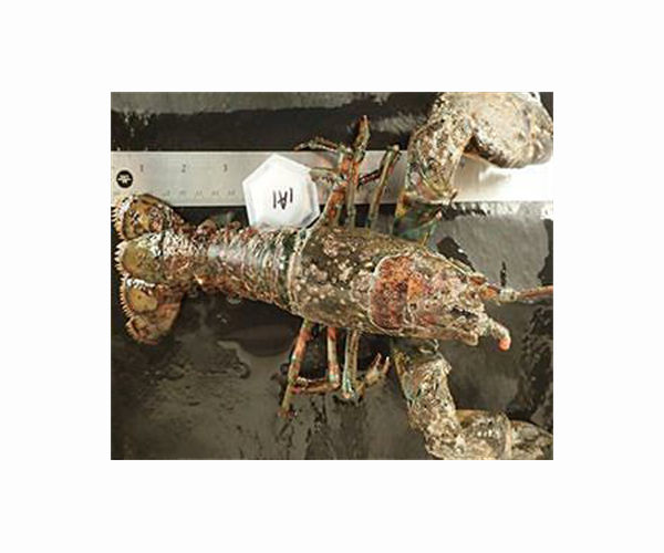 Aussie rock lobsters a Hong Kong security threat: customs chief