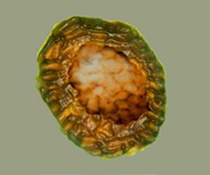 Loch Fossils Show Life Harnessed Sun