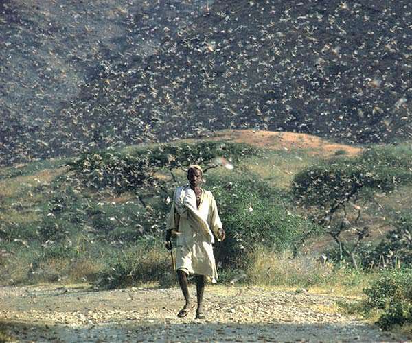 Early warning system aims to curb locust swarms