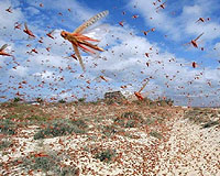 What's Bugging Locusts. It Could Be They're Hungry - For Each Other