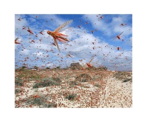 New insight into why locusts swarm