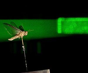 Migratory locusts in a wind tunnel