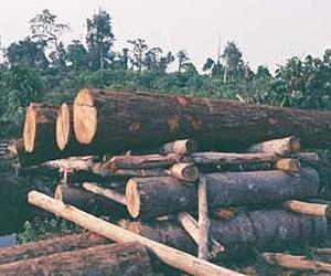 China demand fuels illegal logging: report