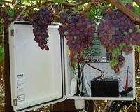 Grape waste could make competitive biofuel