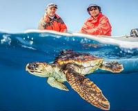 Scientists tag a loggerhead sea turtle off US West Coast