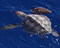 Australian lizards are eating the eggs of endangered loggerhead turtles