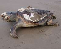 Sea turtles' sad fate: from restaurant menus to plastic 'soup'