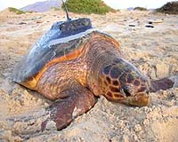 Satellite to keep eye on Ecuadoran turtle