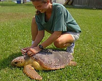 Japanese turtle to get prosthetic limbs