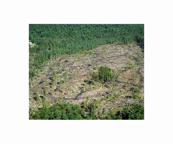 Canada to challenge latest US duties on softwood lumber