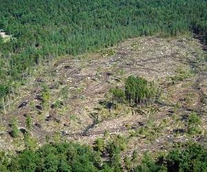Using DNA in fight against illegal logging