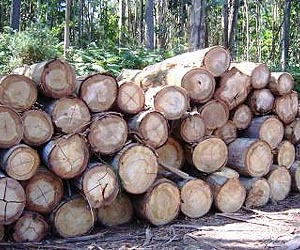 Research study trees chopped down