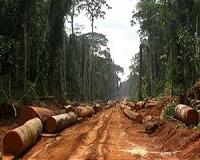 Activists urge DR Congo to do more to stop illegal logging