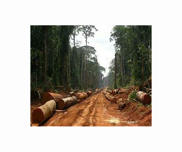 Guinea resumes logging despite deforestation