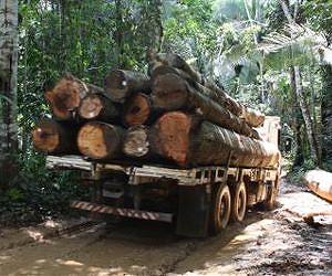 Deforestation spikes in Brazil over last year: group