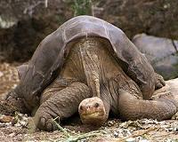 Tortoise poachers get stiff sentence in Madagascar
