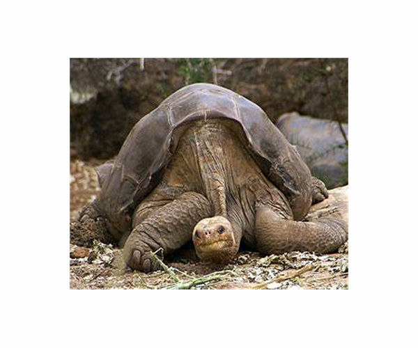 Galapagos policeman given three years for tortoise trafficking