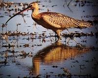 Climate change ripples through life on Earth