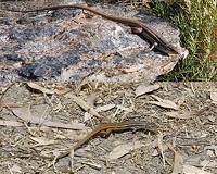 Lizards are larger and retain heat longer in high-altitude habitats