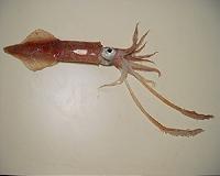 Envisioned 'octopus farms' would have far-reaching and detrimental environmental impact