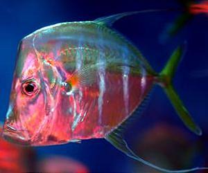 Researchers discover a new way fish camouflage themselves in the ocean