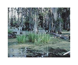 Traumatized by Katrina past, Louisiana fears for its marshes