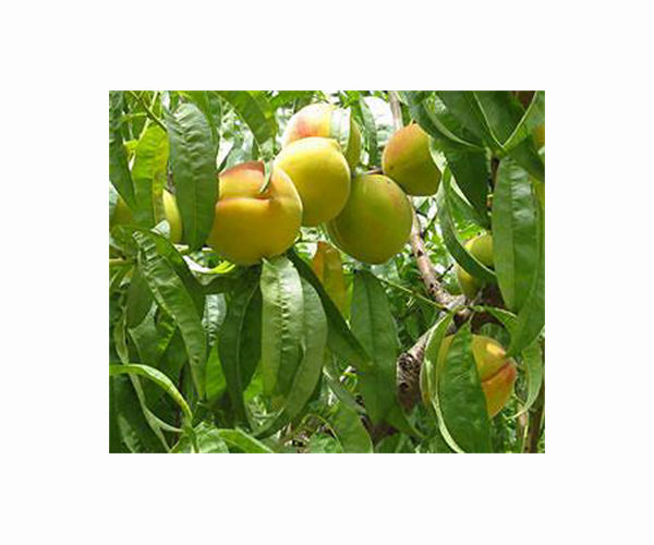 Wild genes may help domesticated peaches adapt to climate change