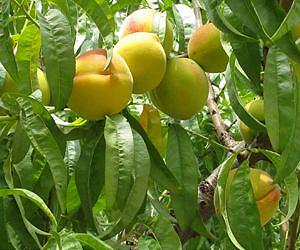 Peach genome offers insights into breeding strategies for biofuels crops
