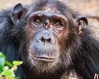 I.Coast hosting bid to save its last chimpanzees